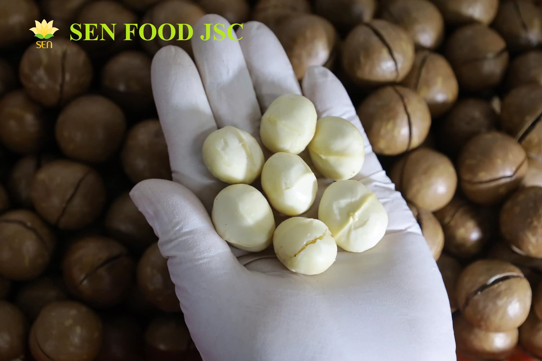 Macadamia Kernel
